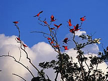 Delta do Parna&iacute;ba _ ce