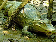 Delta do Parna&iacute;ba _ ce