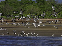 Delta do Parna&iacute;ba _ ce