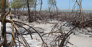 Jericoacoara  Mangue seco