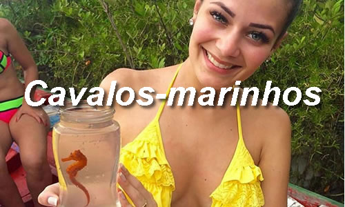 Cavalos Marinhos Jericoacoara