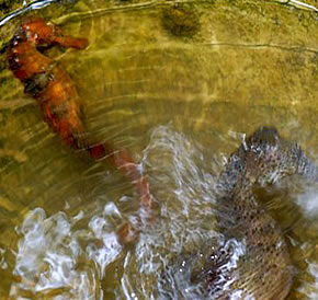 Cavalos Marinhos no Mangue seco - Jericoacoara